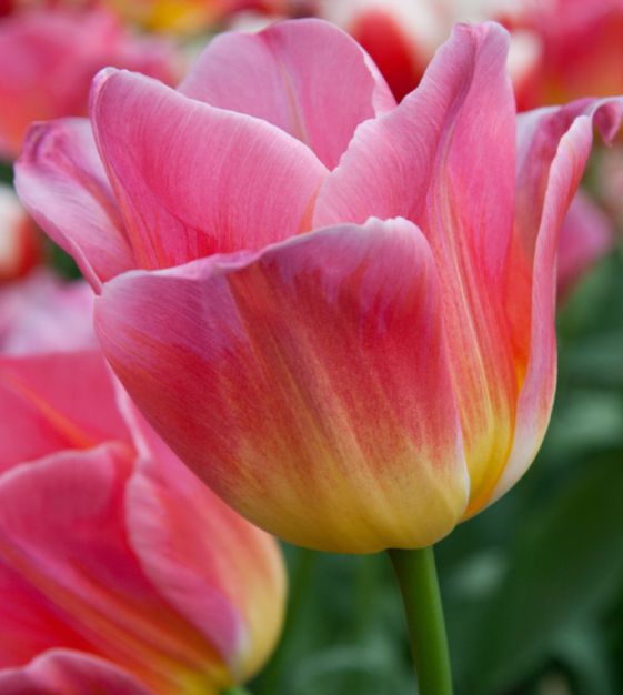 Tulip Tom Pouce | John Scheepers Beauty from Bulbs