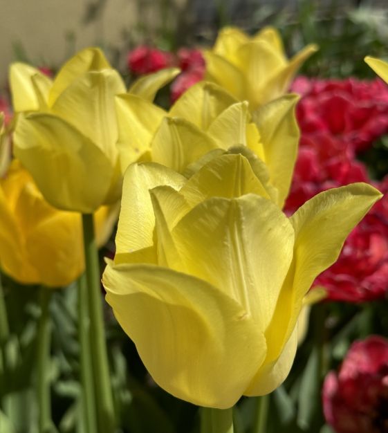 これこそが「TULIPポップ」だ! The Complete Single これこそが「TULIPポップ」だ! The Complete Single