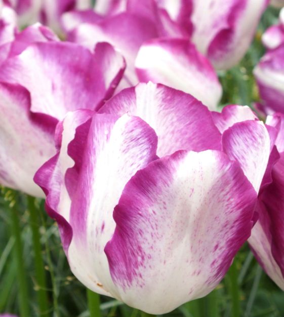 Tulip Affaire | John Scheepers Beauty from Bulbs