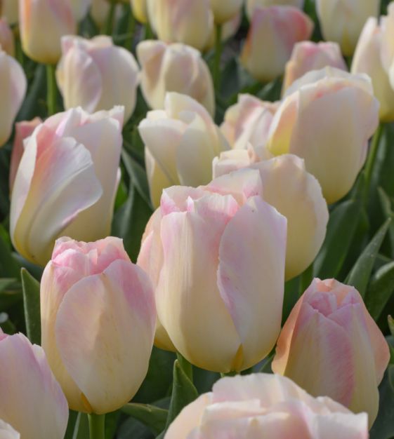 Tulip Canary Melon | John Scheepers Beauty From Bulbs