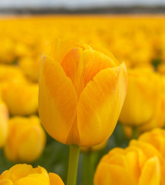 Tulip Chongming Love | John Scheepers Beauty From Bulbs