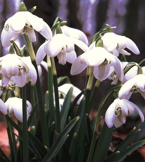 John Scheepers Galanthus nivalis - Thumbnail 3