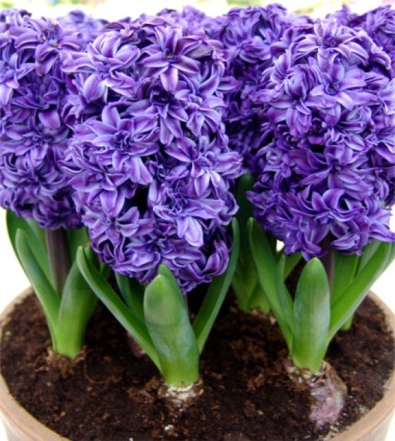 Hyacinthus orientalis Royal Navy | John Scheepers Beauty from Bulbs
