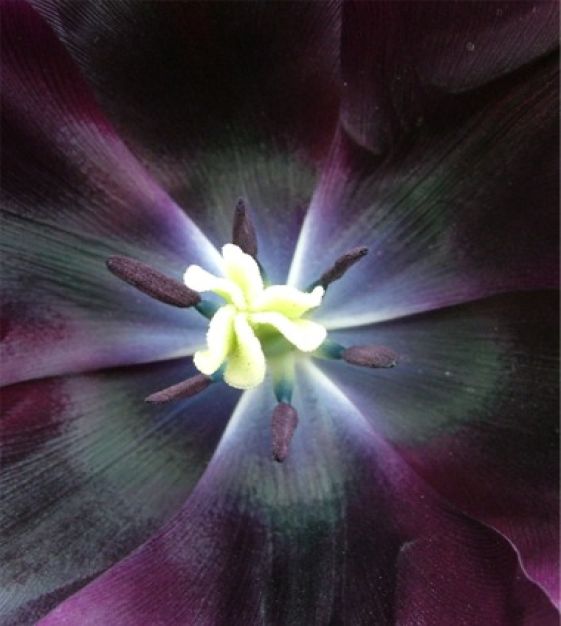 Tulip Paul Scherer | John Scheepers Beauty from Bulbs
