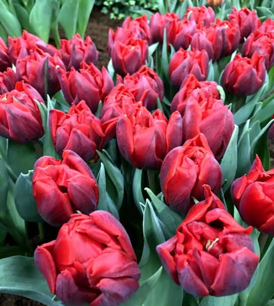 The Magic Carpet Tulip Mixture | John Scheepers Beauty from Bulbs