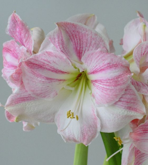 The Royal Dutch Single Amaryllis Mixture