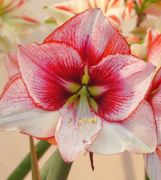 The Royal Dutch Single Amaryllis Mixture