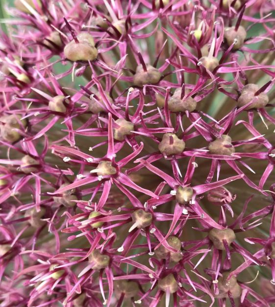 Allium karataviense Red Giant | John Scheepers Beauty from Bulbs
