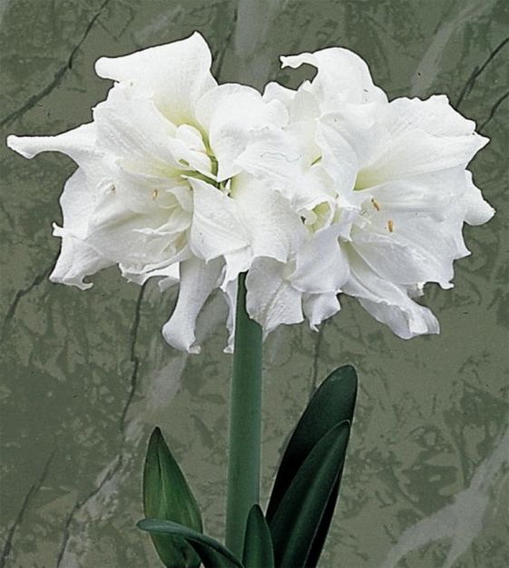 canna plant australia Australia Canna Lily main image 1
