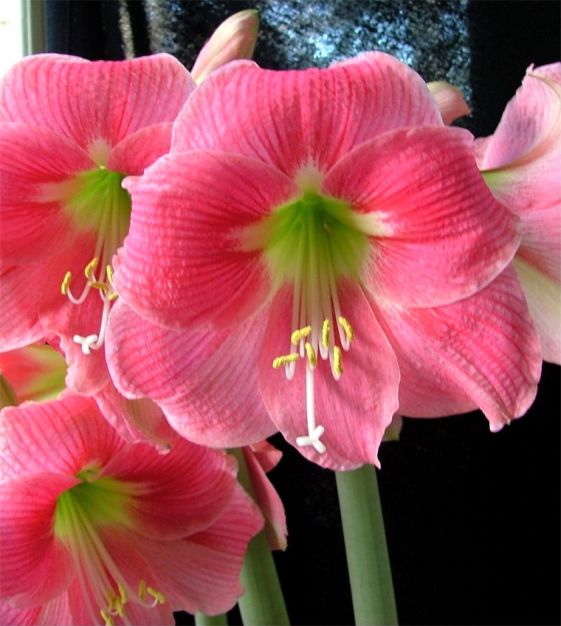 Amaryllis Amalfi