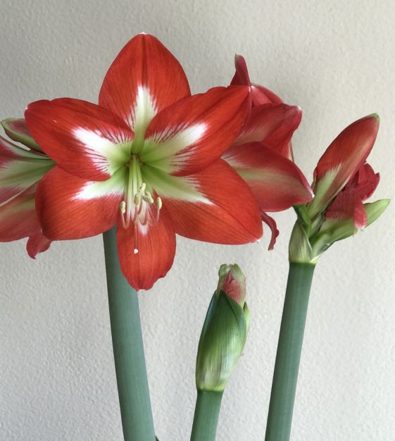 Amaryllis Christmas Star