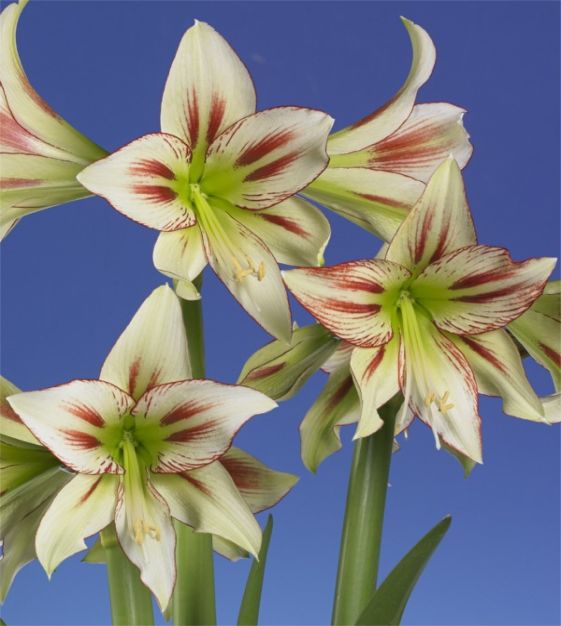 Amaryllis Cleopatra