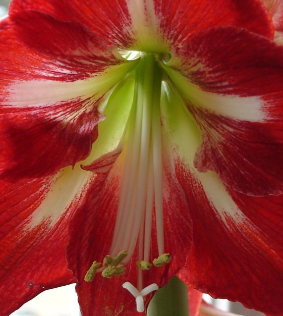 Amaryllis Cocktail | John Scheepers Beauty from Bulbs