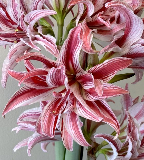 Amaryllis Doublet | John Scheepers Beauty from Bulbs