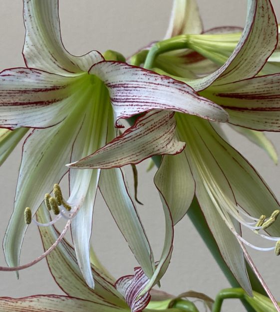 Cybister Amaryllis Emerald