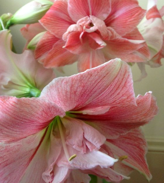 John Scheepers Amaryllis First Love - Thumbnail 3