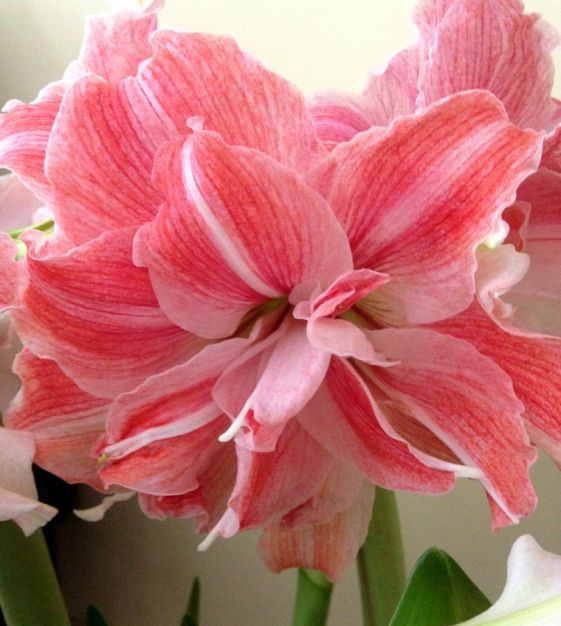 John Scheepers Amaryllis First Love - Thumbnail 2