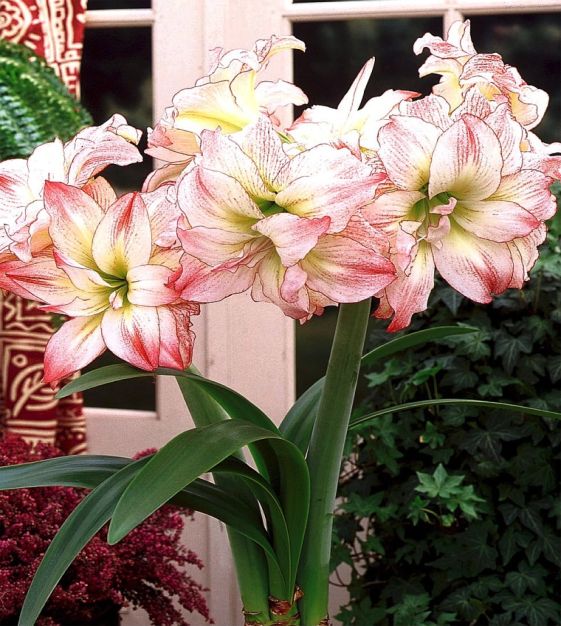 Amaryllis Aphrodite Gift Box