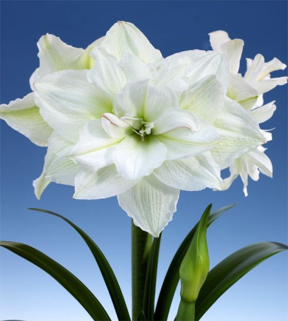 Double White Amaryllis Gift Box