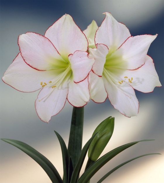 Amaryllis Picotee Gift Box