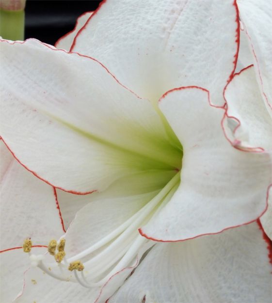 Amaryllis Picotee Gift Box