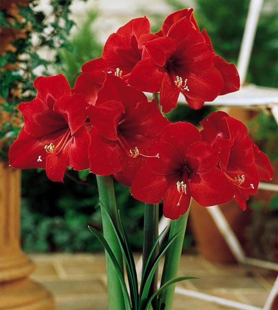 Red Amaryllis Gift Box