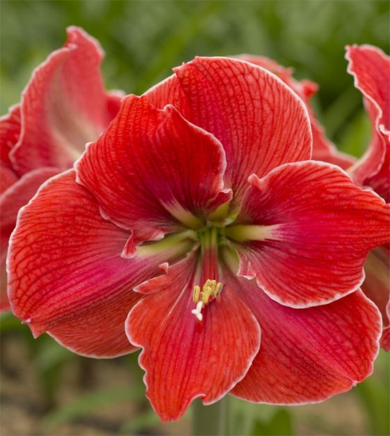 John Scheepers Amaryllis Magical Touch