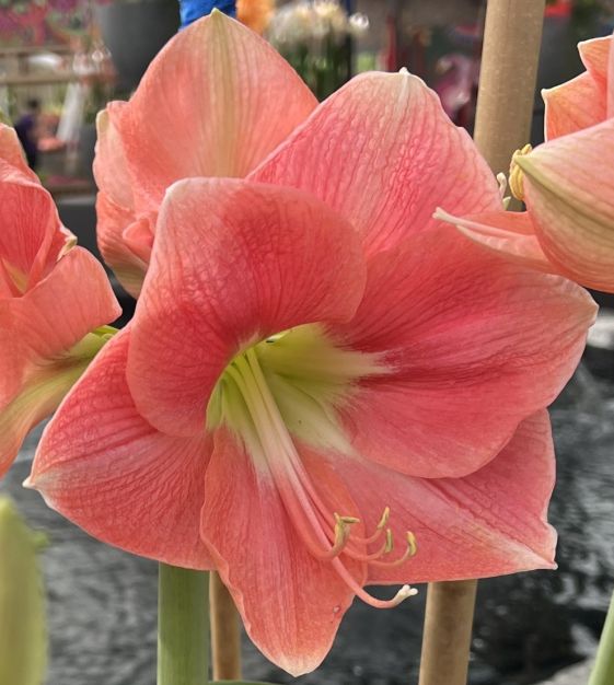 Pink Amaryllis Gift Box