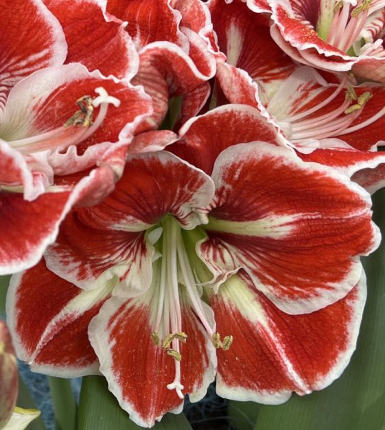 John Scheepers Amaryllis Samba - Thumbnail 2