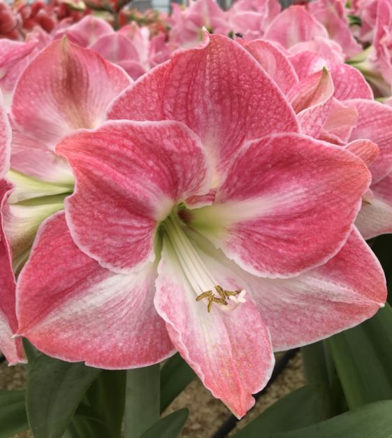 Single Dutch Amaryllis Cherry Blossom | John Scheepers Beauty from