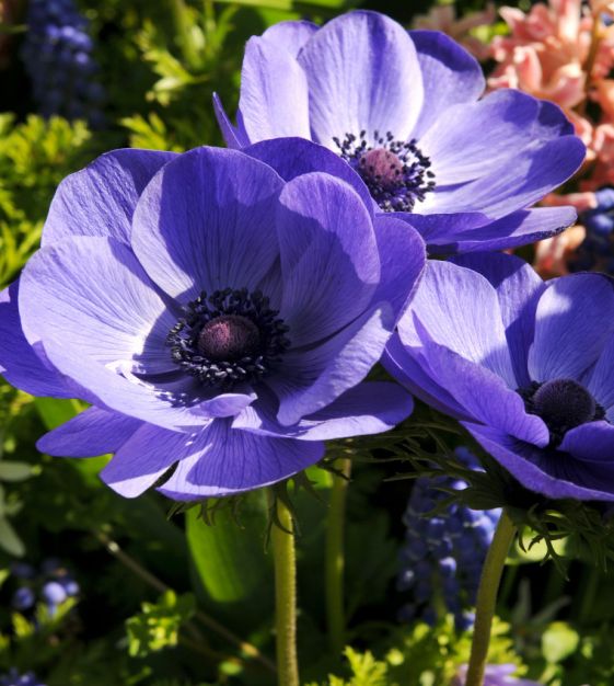 Anemone Giant Blue Poppy (Single)