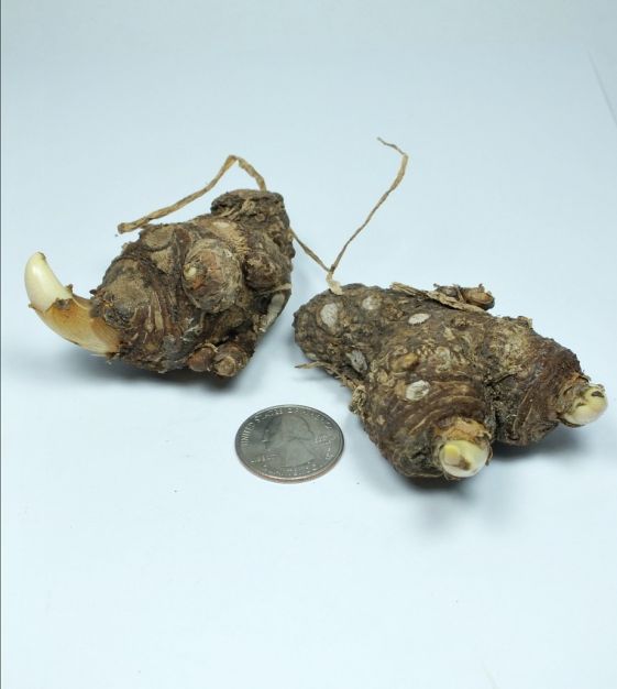 Calla aethiopica