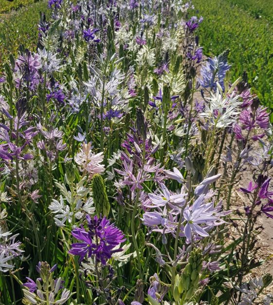 花 chisamama The Camassia leichtlinii Sport Mixture | John Scheepers Beauty