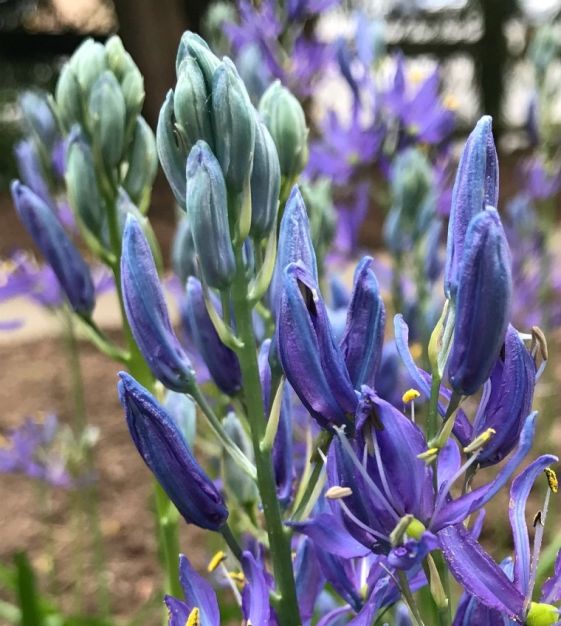 Camassia quamash Blue Melody | John Scheepers Beauty from Bulbs