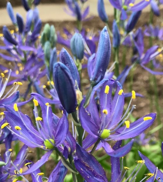 John Scheepers Camassia quamash - Thumbnail 3