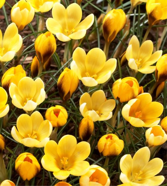 Crocus chrysanthus Goldilocks | John Scheepers Beauty from Bulbs