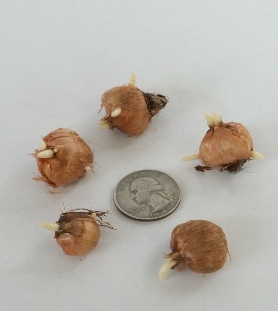 John Scheepers Crocus tommasinianus - Thumbnail 3