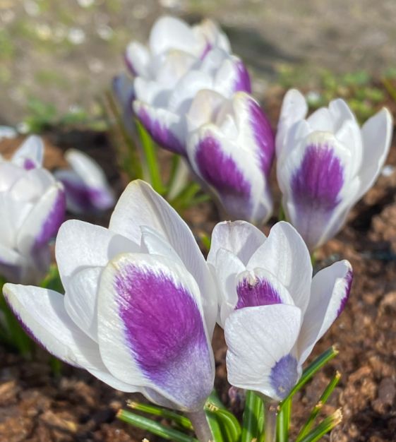 Crocus chrysanthus Panda | John Scheepers Beauty From Bulbs