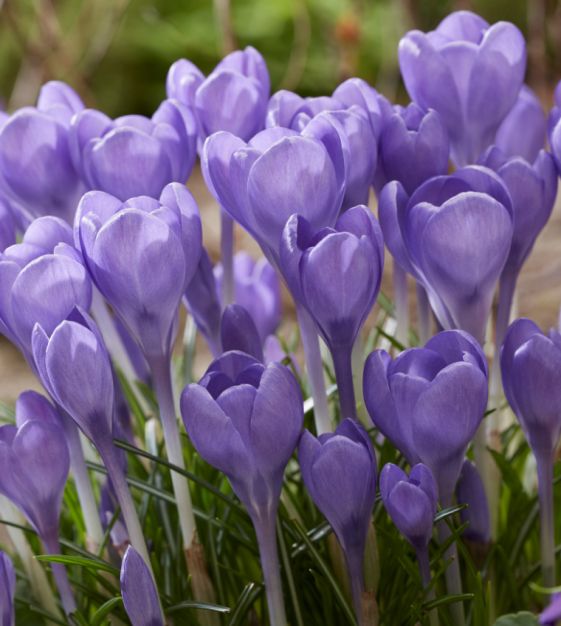 Crocus tommasinianus Humminbird | John Scheepers Beauty from Bulbs