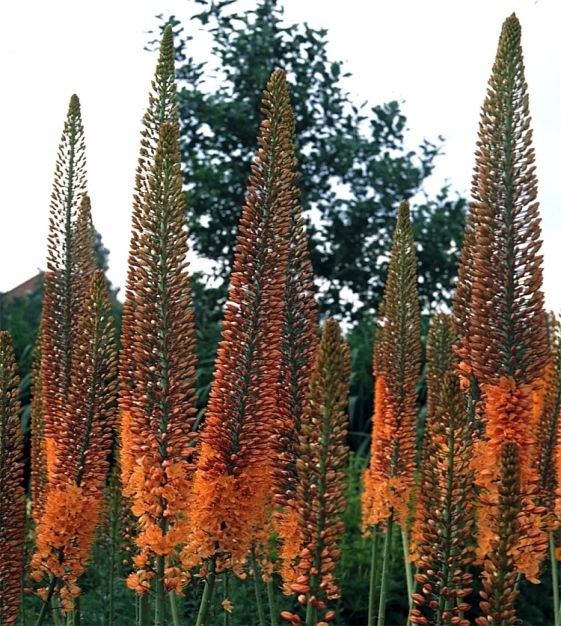 Eremurus ruiter-Hybrid Cleopatra | John Scheepers Beauty from Bulbs