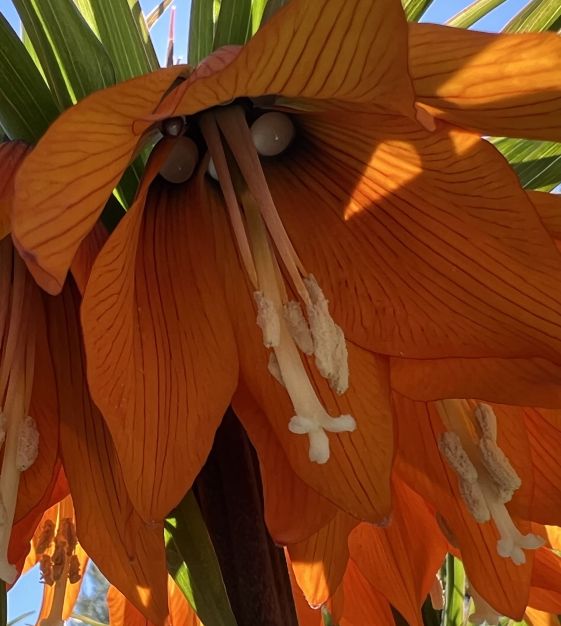 Fritillaria imperialis Sunset | John Scheepers Beauty From Bulbs