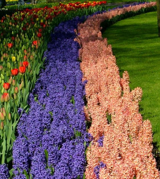 Hyacinthus orientalis Gypsy Queen | John Scheepers Beauty from Bulbs
