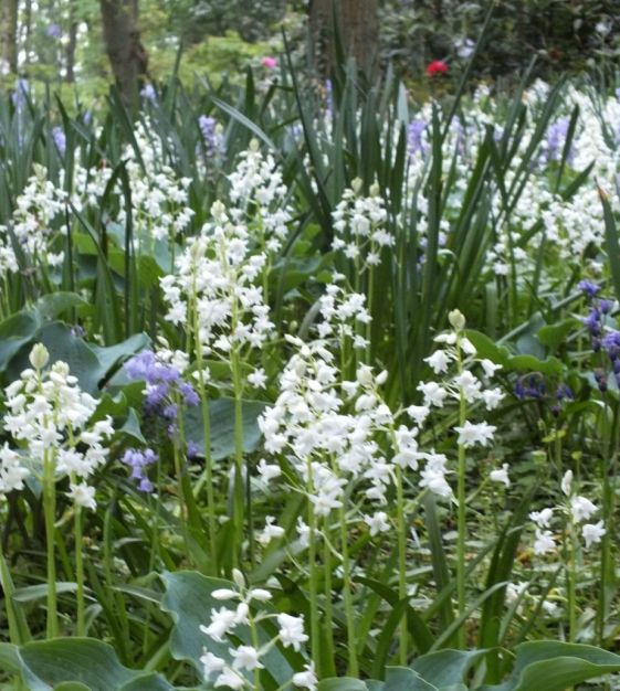 Hyacinthoides hispanica White City