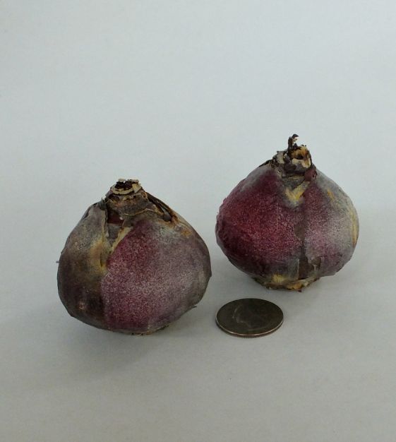 Hyacinthus orientalis Royal Navy | John Scheepers Beauty from Bulbs