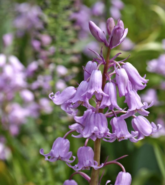 Hyacinthoides hispanica Queen of the Pinks | John Scheepers Beauty