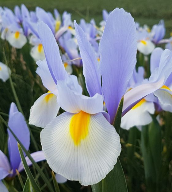 Dutch Iris Silvery Sky | John Scheepers Beauty from Bulbs