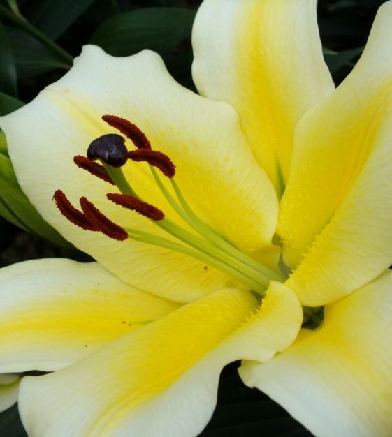 Lily Conca d'Or | John Scheepers Beauty from Bulbs