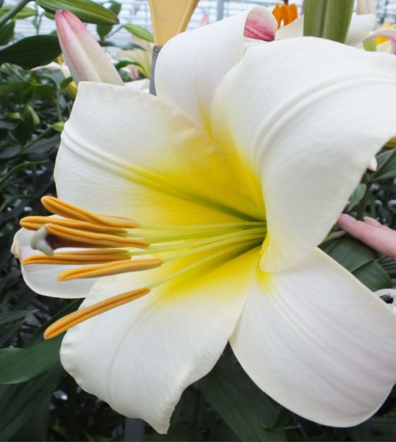 The Creamsicle Planet Lily Mixture | John Scheepers Beauty from Bulbs The Creamsicle Planet Lily Mixture | John Scheepers Beauty from Bulbs