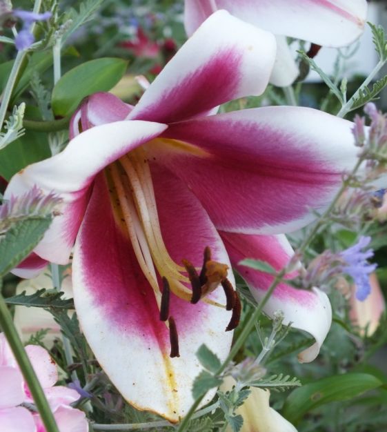 Lily Friso | John Scheepers Beauty from Bulbs