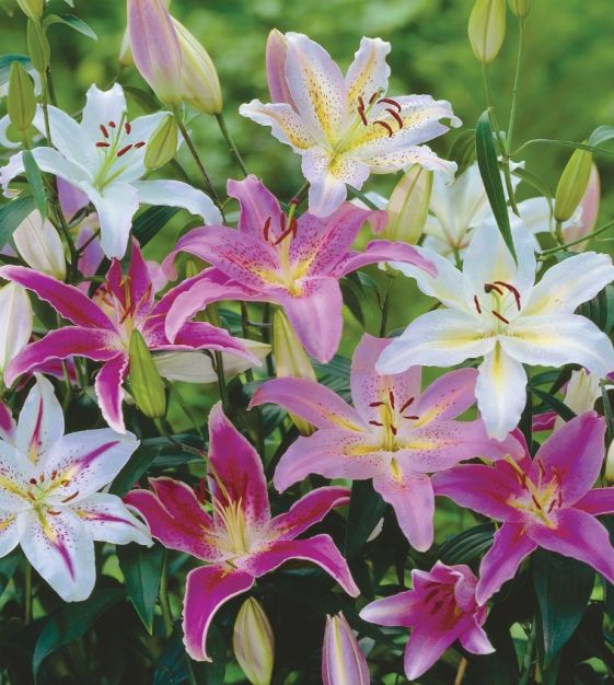The Fragrant Oriental Lily Mixture